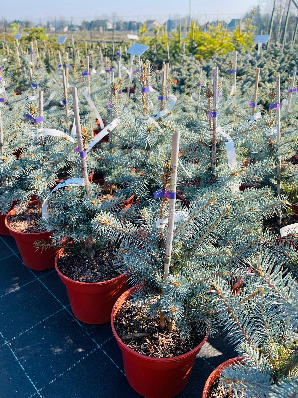 plant034 - Szkółka Ula Milczanowska